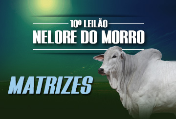 10º LEILÃO NELORE DO MORRO - MATRIZES
